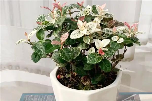 花叶络石的盆栽养殖方法，喜欢生长在湿润环境中