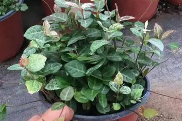 花叶络石的盆栽养殖方法，喜欢生长在湿润环境中