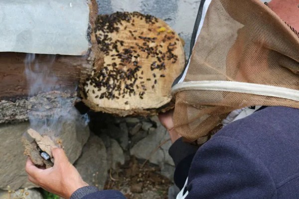 驱赶蜜蜂的办法，可以用浓烟熏、泼水洒水等