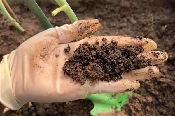 怎么养盆栽薰衣草，可以每隔3-5天浇一次水