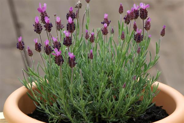 怎么养盆栽薰衣草，可以每隔3-5天浇一次水