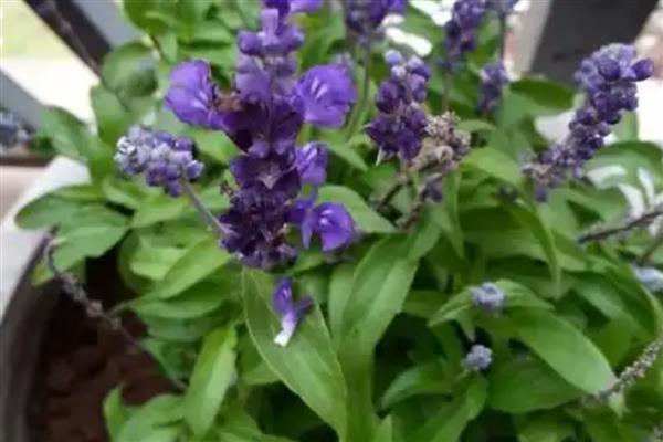 怎么养盆栽薰衣草，可以每隔3-5天浇一次水