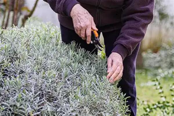 怎么养盆栽薰衣草，可以每隔3-5天浇一次水