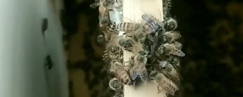 介王成功后的表现，工蜂会在蜂王周围照料蜂王