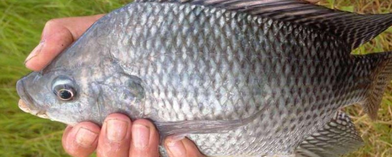 罗非鱼的生活习性，一般情况下都在水体中下层活动