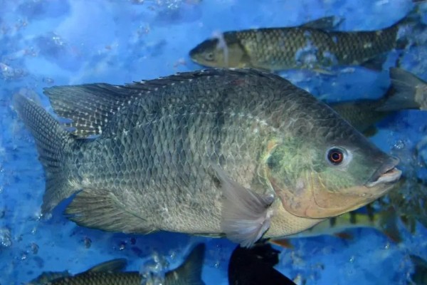 罗非鱼的生活习性,一般情况下都在水体中下层活动