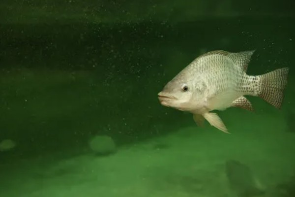 罗非鱼的生活习性,一般情况下都在水体中下层活动