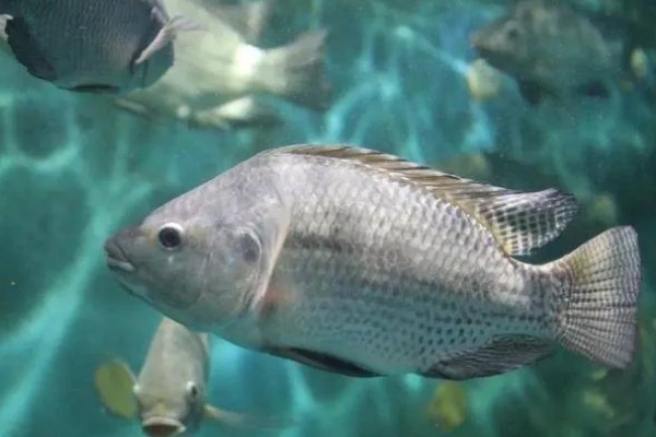 罗非鱼的生活习性,一般情况下都在水体中下层活动