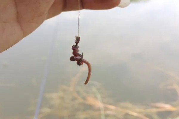 罗非鱼的生活习性,一般情况下都在水体中下层活动