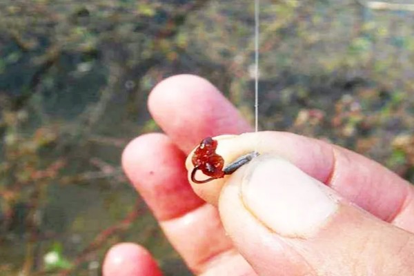 罗非鱼的生活习性,一般情况下都在水体中下层活动