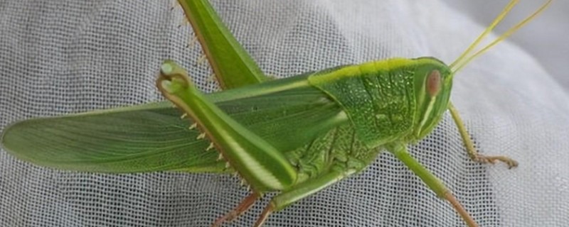 蝗虫是害虫还是益虫，蝗虫属于害虫