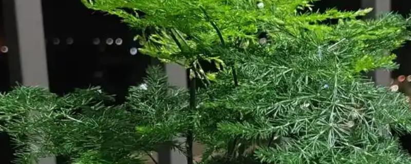 水培文竹怎么养殖，可更换清水并合理见光等