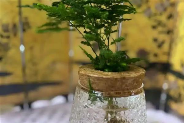 水培文竹怎么养殖,可更换清水并合理见光等