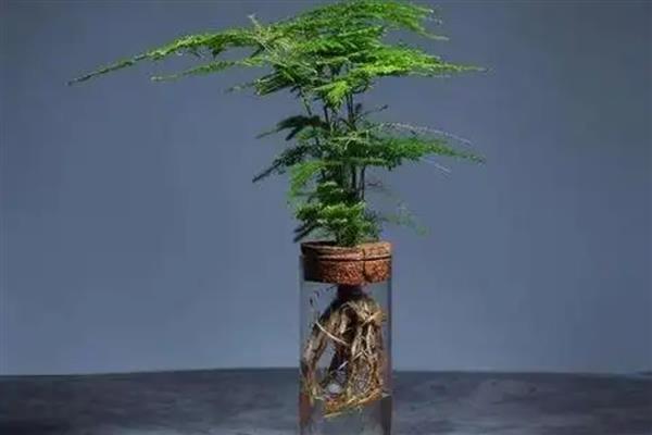 水培文竹怎么养殖,可更换清水并合理见光等