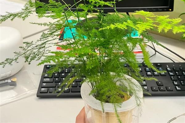 水培文竹怎么养殖,可更换清水并合理见光等