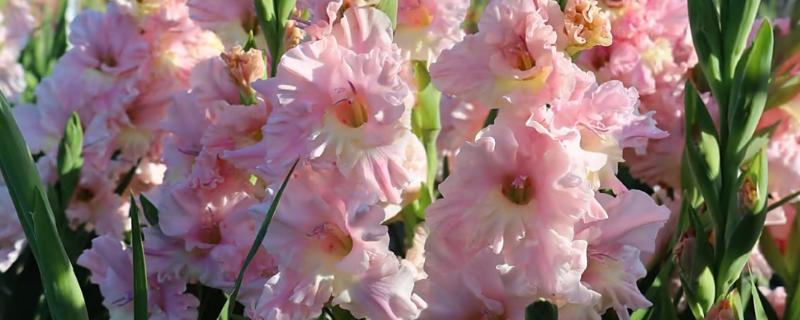唐菖蒲的花语是什么，寓意节节攀升、内敛低调等