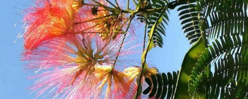合欢树开花在哪个节气，一般在芒种时期开花