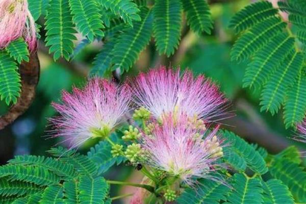 合欢树开花在哪个节气,一般在芒种时期开花