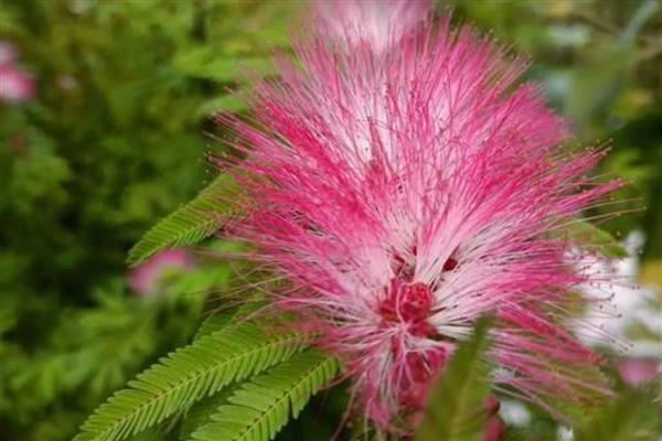 合欢树开花在哪个节气,一般在芒种时期开花