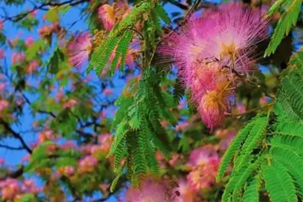 合欢树开花在哪个节气,一般在芒种时期开花
