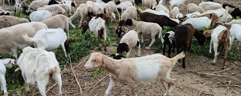 秋季山羊如何管理，一般会采用放养的模式