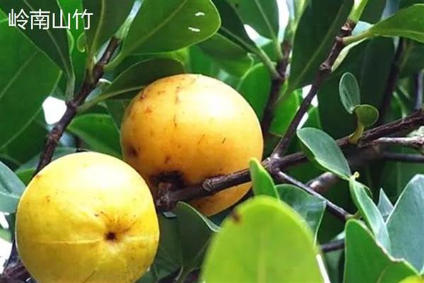 山竹的常见品种，有印度山竹、泰国山竹等