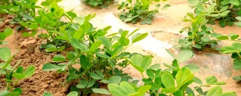 地膜花生如何种，盖膜前要施好底肥