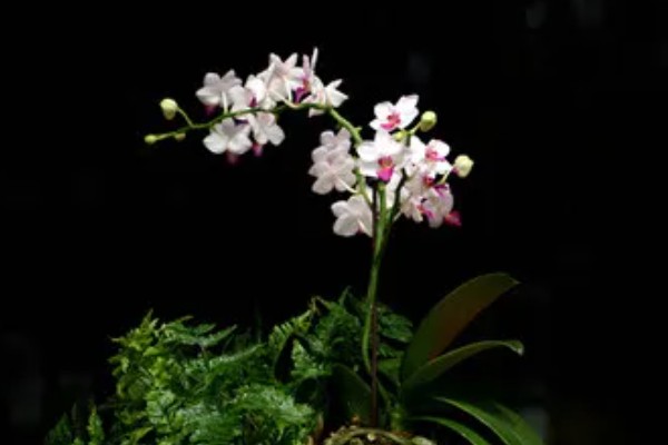 花中君子是指什么花,是指兰花