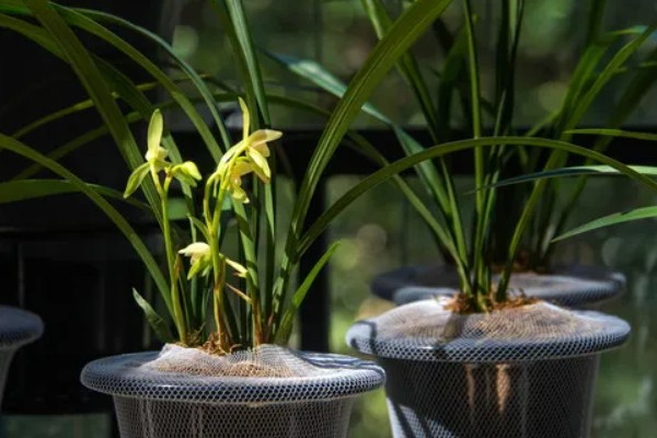 花中君子是指什么花,是指兰花