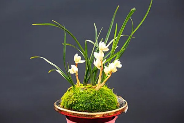 花中君子是指什么花,是指兰花