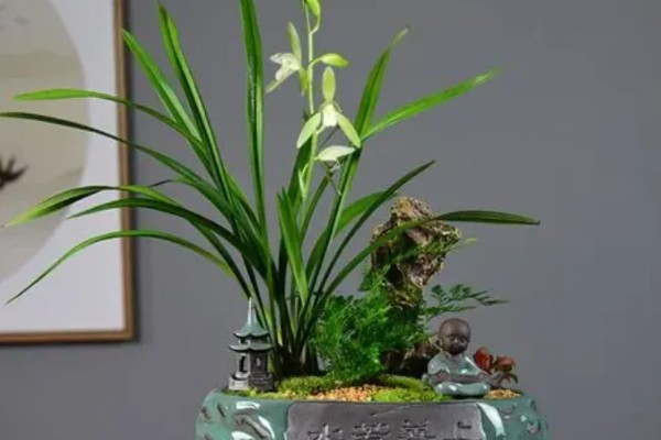 花中君子是指什么花,是指兰花