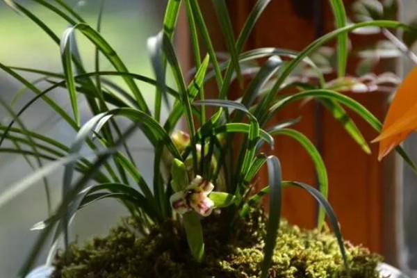 花中君子是指什么花,是指兰花