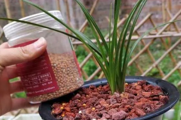 花中君子是指什么花,是指兰花