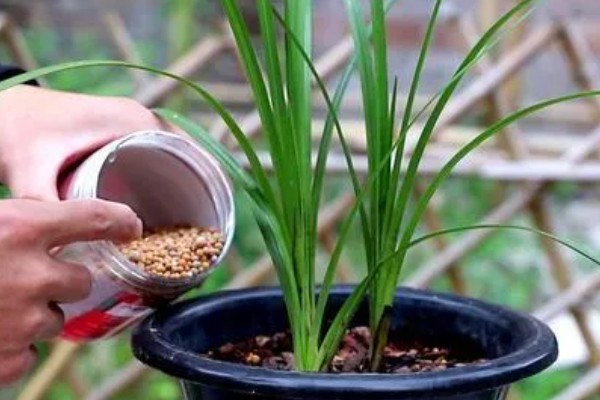 花中君子是指什么花,是指兰花