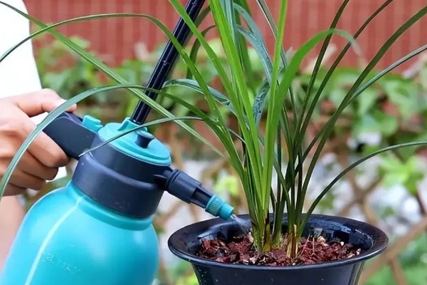 花中君子是指什么花,是指兰花