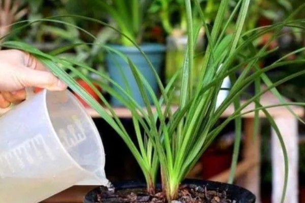 花中君子是指什么花,是指兰花