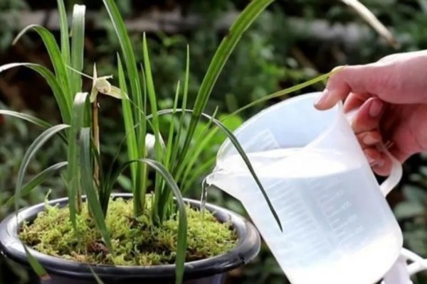 花中君子是指什么花,是指兰花