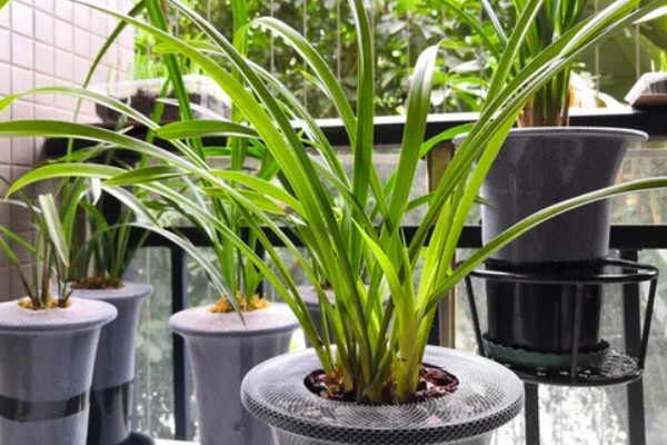 花中君子是指什么花,是指兰花