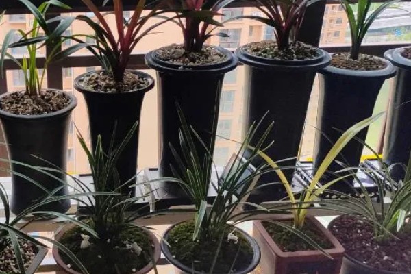 花中君子是指什么花,是指兰花