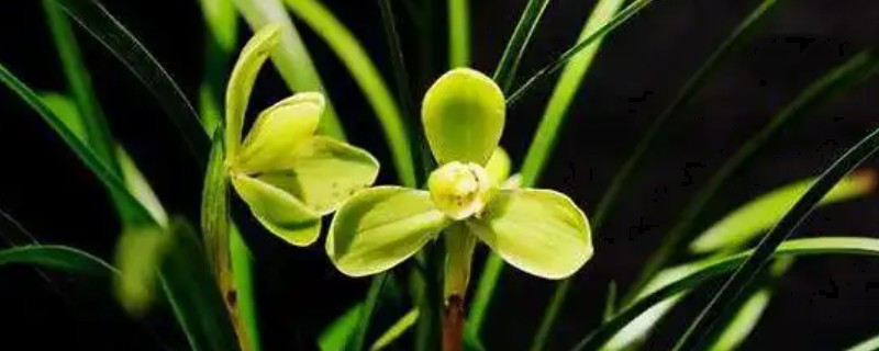 花中君子是指什么花，是指兰花