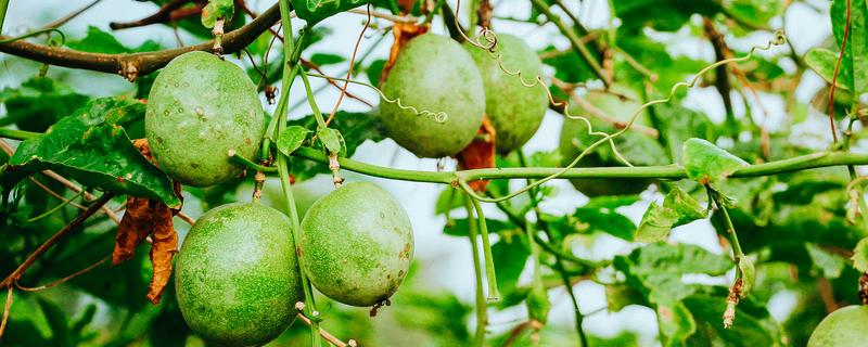 西番莲和百香果的区别是什么，外观、口感、用途不同