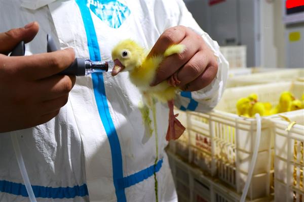 小鹅感冒流鼻涕用什么药，可以用磺胺类抗生素拌料喂鹅