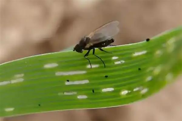 韭菜有哪些病虫害，常见的有灰霉病、疫病等