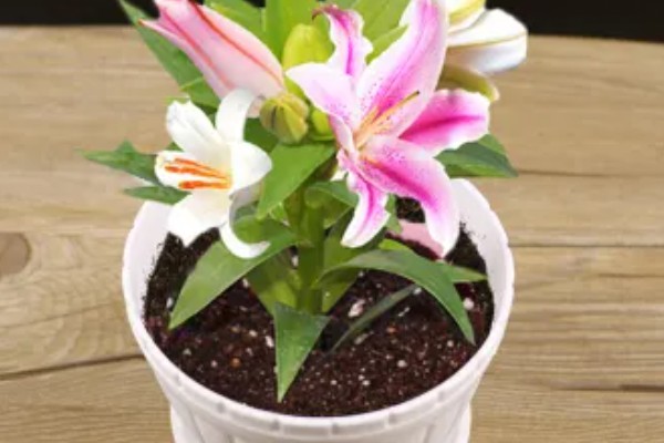 养猫不能养什么植物，不能养仙客来、郁金香、百合等