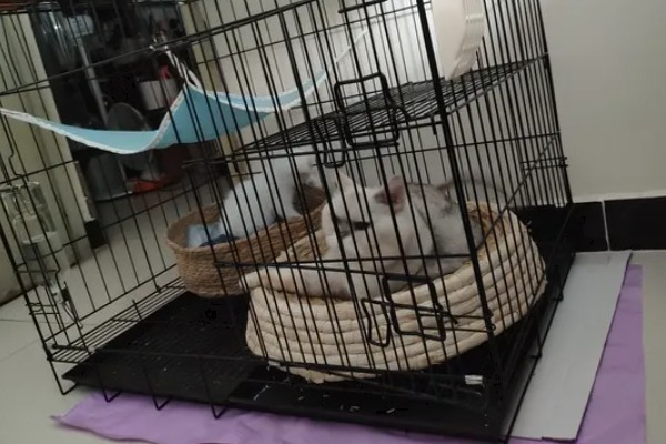 养猫不能养什么植物，不能养仙客来、郁金香、百合等