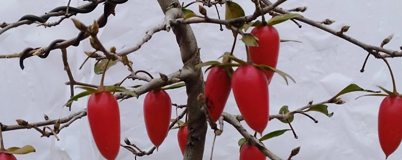 野柿子树与老鸦柿的区别，是同一个品种