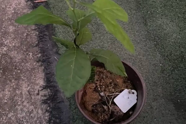 野柿子树与老鸦柿的区别，是同一个品种