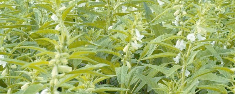 高产芝麻的施肥技术，首先一定要施足底肥