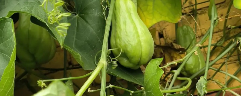 怎样种植合掌瓜，生长过程中施入三次肥料