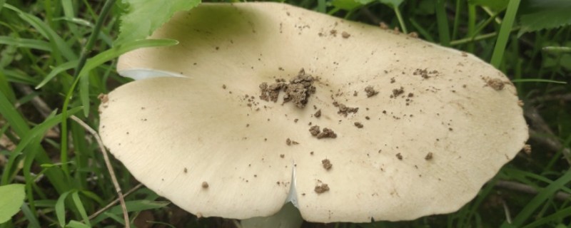 鸡枞菌是如何形成的，与白蚁属于共生的关系